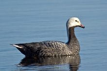 Emperor Goose